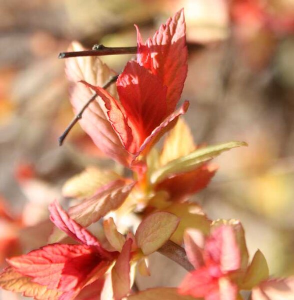 File:Spiraea bumalda3.jpg