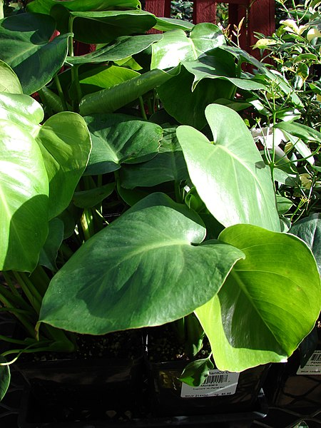 File:Starr-080103-1175-Monstera deliciosa-leaves-Lowes Garden Center Kahului-Maui (24805718761).jpg