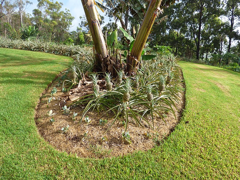 File:Starr-160729-0429-Ananas comosus-fruiting habit-Hawea Pl Olinda-Maui (29377504900).jpg