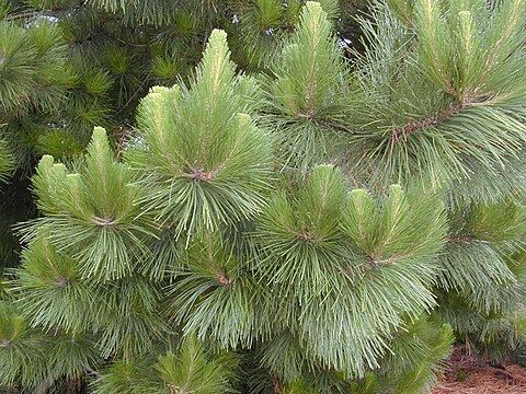 Хвойные юга. Сосна обыкновенная Pinus Sylvestris. Сосна Веймутова Radiata. Сосна Веймутова Радиата. Сосна Монтесумы.