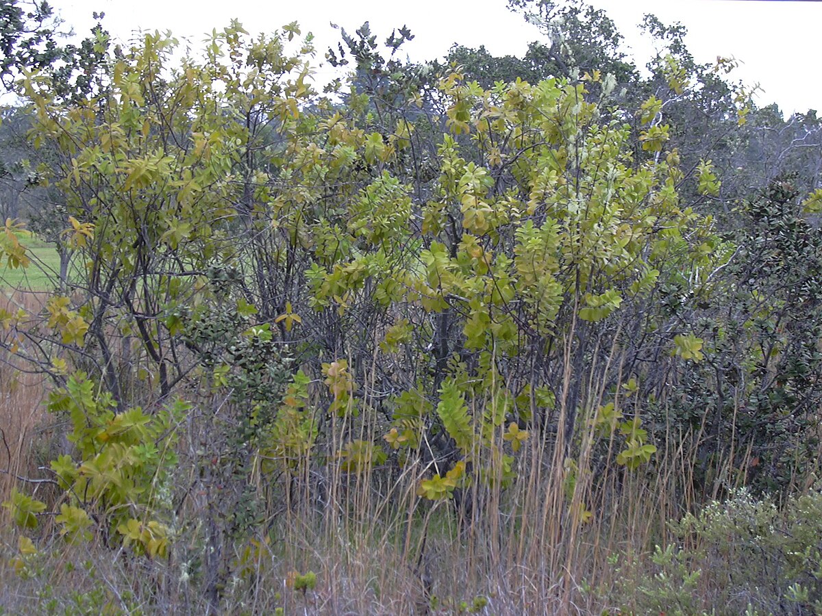 tropical dry forest plants and animals