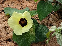 Hibiscus ovalifolius