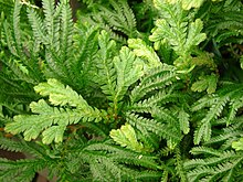 Starr 080117-1777 Selaginella plana.jpg