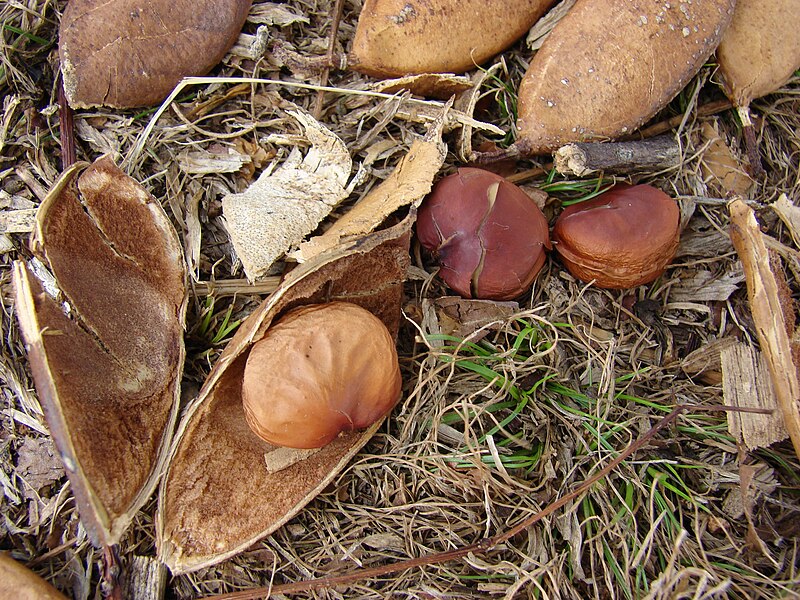 File:Starr 080530-4646 Milletia pinnata.jpg