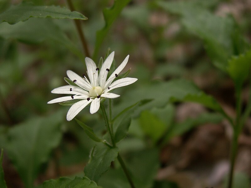 Star Chickweed