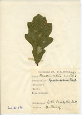 Mined oakleaf Stellwaag 00674a01.tif