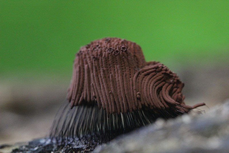 File:Stemonitis sp. (35385436440).jpg