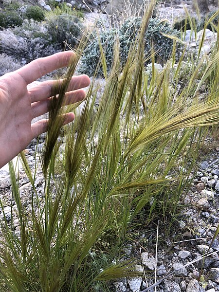 File:Stipellula capensis.jpg