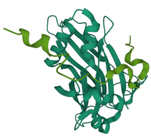 Binding of WWTR1 (TAZ) to transcription factors, such as TEAD, activates proliferative transcription. Structure of TAZ-TEAD complex (Mouse) - Protein Data Bank.png