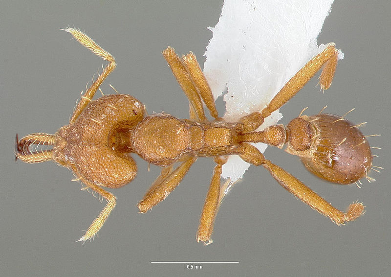 File:Strumigenys nambao casent0005609 dorsal 1.jpg