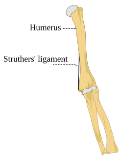 Struthers ligament