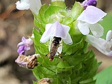 Stylogaster species obtaining nectar from a self-heal flower Stylogaster on self heal.jpg