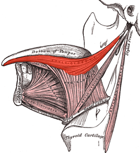 Наружные мышцы языка. Левая сторона. (Шилоязычная мышца видна вверху по центру)