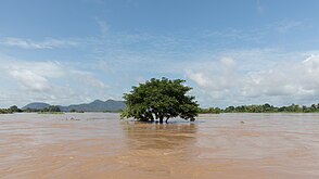 Single tree canopy sticking out of the water