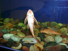 Hypostomus punctatus