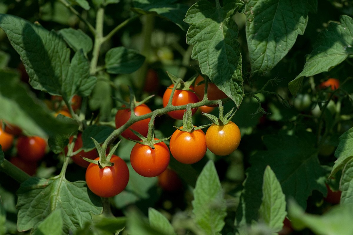 Como plantar tomate cherry