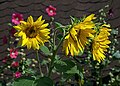 Sunflowers and mallows.jpg
