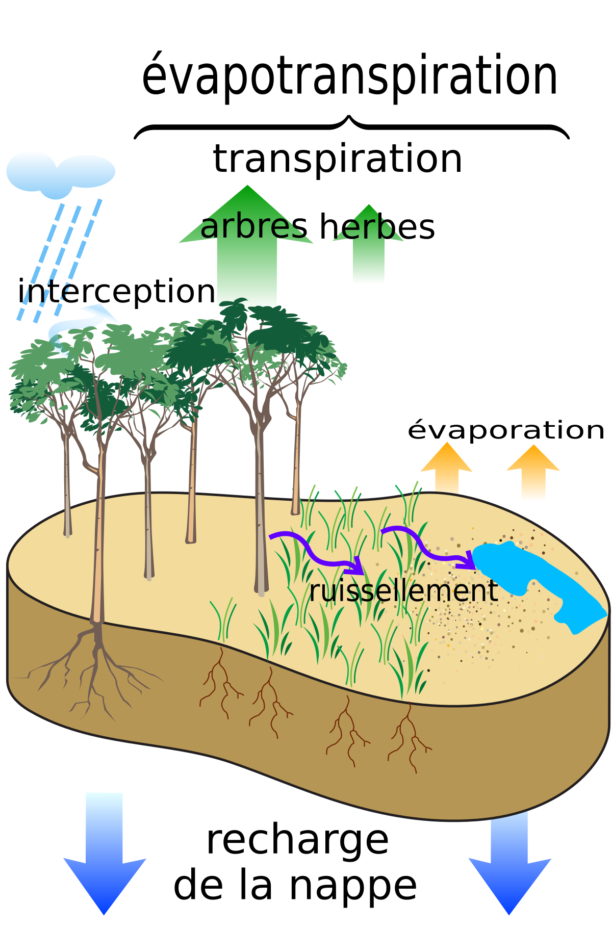 Wikidébrouillard ] Indicateur de l'hydratation d'une plante