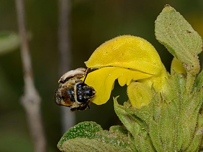 Eucera (Synhalonia) sp. on Phlomis viscosa