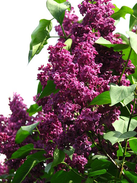 File:Syringa 'Krasnaya Moskva' 03.JPG