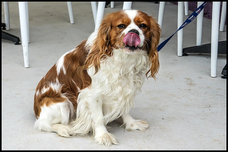 File:TOM some of your Scone and whipped cream-1 (28866575074).jpg