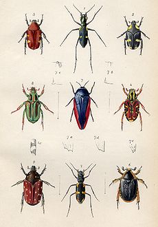 Plate from Transactions of the Entomological Society for 1848 TRES18481.jpg