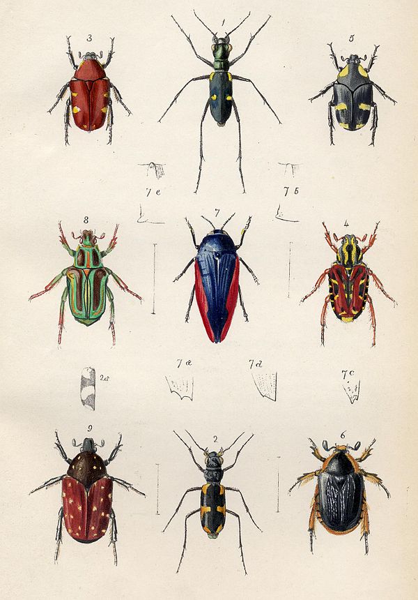 Plate from Transactions of the Entomological Society, 1848