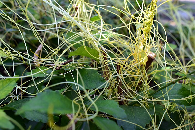 File:Tali Putri (Cuscuta).jpg