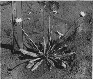 <i>Taraxacum kok-saghyz</i> Species of flowering plant