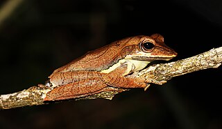 <i>Taruga fastigo</i> Species of amphibian