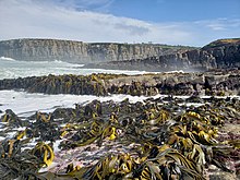 Many species of southern bull kelp are found in New Zealand. Tautuku-Durvillaea1.jpg