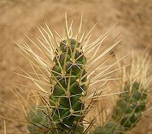 Tephrocactus weberi 02 ies.jpg