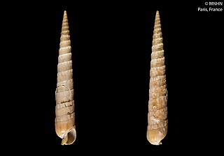 <i>Terebra quoygaimardi</i> Species of gastropod