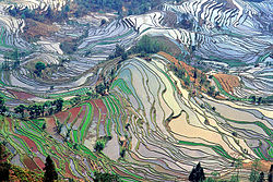 کشتزارهای برنج در استان یونان چین