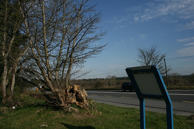 File:The Money Tree, County Laois - geograph.org.uk - 1804826.jpg