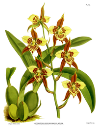 plate 52 Odontoglossum maculatum Rhynchostele maculata