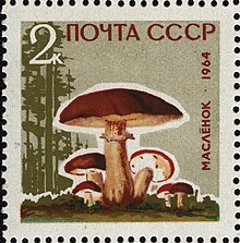 Depicted on a 1964 Soviet Union postage stamp The Soviet Union 1964 CPA 3123 stamp (Mushrooms. Slippery jack or sticky bun (Suillus luteus)).jpg