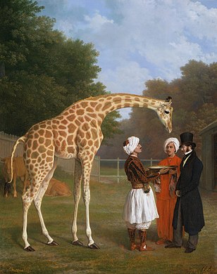 The nubian giraffe.jpg