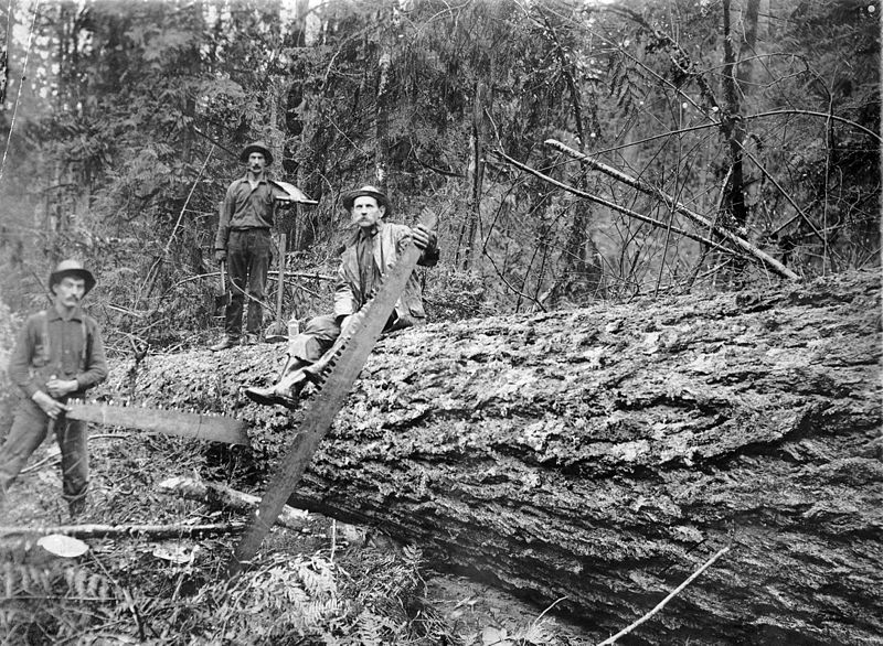 File:Three loggers with downed tree and bucking saws (3329045031).jpg