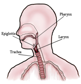 <span class="mw-page-title-main">Throat</span> Anterior part of the neck, in front of the vertebra