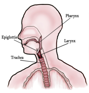 Gorge (anatomie)