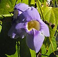 Květ thunbergie velkokvěté (Thunbergia grandiflora)