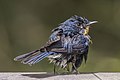 "Tickell's_blue_flycatcher_(Cyornis_tickelliae_jerdoni)_2.jpg" by User:Charlesjsharp