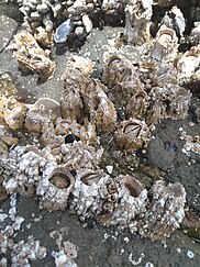 Barnacles have a variety of sexual systems. Tide pool Acorn barnacles, Oregon.jpg