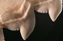 The serrated edges of tiger shark teeth Tiger shark serration.jpg