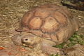 2011-04-25T16:01:54Z : user:Naveenpf : File:Tortoise.JPG
