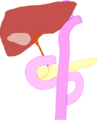 simple diagram of total gastrectomy with Roux-en-Y