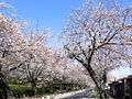 愛知県豊川市の桜トンネルの西端