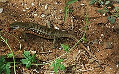 Description de l'image Trachylepis perrotetii.jpg.