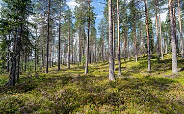 Blåbärstallskog närmast Stor-Tramsen.